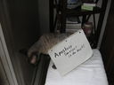 band_pet_pic.jpg